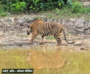 नहीं रहा तराई पश्चिमी वन प्रभाग का सुपर स्टार ‘भोला’ 😪