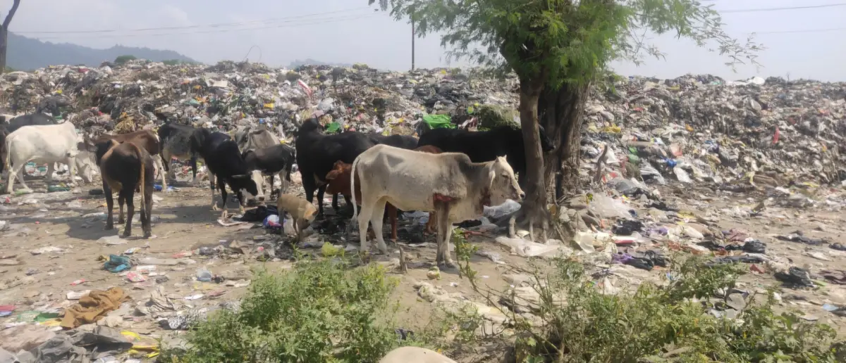 कई गायों के मरने की खबर रामनगर में